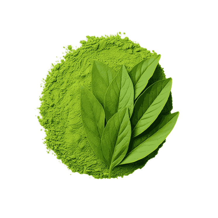 Matcha- Matcha